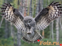 lecha-id115113, 43 из г. Киев