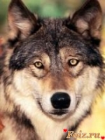 id118501, 42 из г. Анадырь 