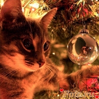 id119159, 37 из г. Покров