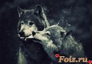 id121973, 14 из г. Белая Церковь