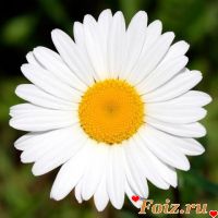 Ferraris-id130944, 31 из г. Быково 