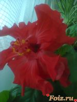 Макарошка, 35 из г. Аккерман