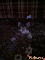 beliu-id138697, 36 из г. Александрия