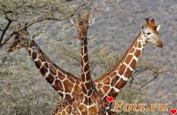 Жирафик-id139330, 40 из г. Николаев