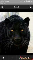 NatLiUkrein-id146099, 42 из г. Киев