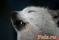 id146465, 41 из г. Киев