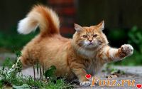 Грешная23-id150590, 43 из г. Харьков
