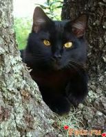 _Black_Kat_-id151420, 44 из г. Бровары