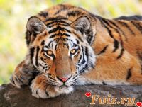 slastena212-id156316, 41 из г. Донецк 