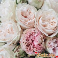 BerryLips-id157199, 39 из г. Киев