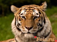 Вова0610198406-id162000, 40 из г. Киев
