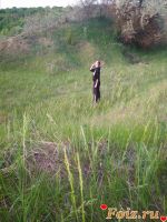 id164157, 31 из г. Александрия