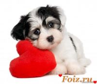 id166731, 19 из г. Киев