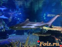 Zeynab-id169507, 53 из г. Баку