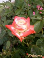 id169675, 41 из г. Днепр