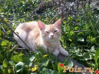 id177901, 18 из г. Измаил