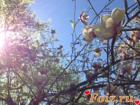 id180894, 33 из г. Киев