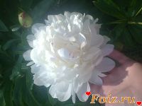 id182774, 41 из г. Днепр