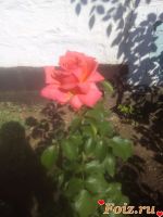 id182788, 35 из г. Запорожье