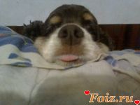 id184899, 41 из г. Киев