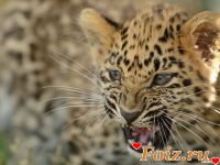 Euvgen-id190919, 40 из г. Днепр