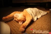 id195109, 33 из г. Москва