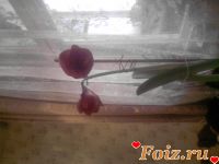 id196579, 39 из г. Киев