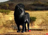 id205475, 39 из г. Запорожье