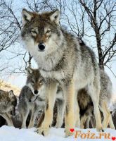 id208332, 54 из г. Москва