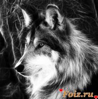 id209726, 31 из г. Днепр