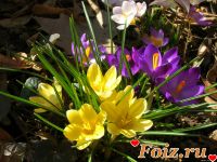 id209779, 50 из г. Харьков