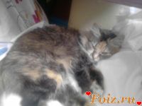 смешарики-id214064, 39 из г. Киев