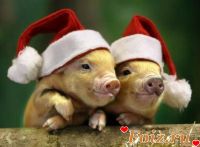 id214287, 45 из г. Запорожье