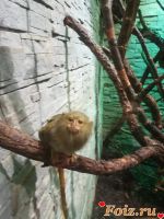 id214761, 50 из г. Москва