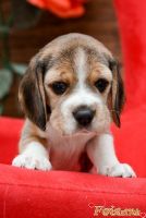 id226702, 45 из г. Запорожье