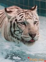 id229217, 43 из г. Славгород