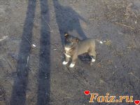 id229591, 19 из г. Киев