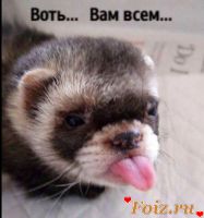 ЛизКис-id233987, 54 из г. Москва