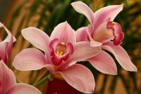 Orquidea, 25 из г. Саратов