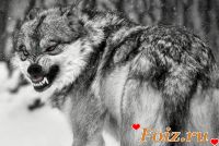 Характерник-id244210, 41 из г. Киев