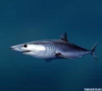 id249438, 50 из г. Москва