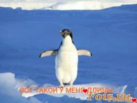 ПингвиниЙ_ЕнГ, 73 из г. Бассе-Терре