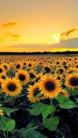 МуР_МуР_, 34 из г. Кривой Рог