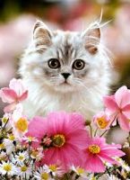 id252828, 27 из г. Москва