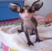 id265603, 39 из г. Киев