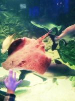 id267649, 43 из г. Киев