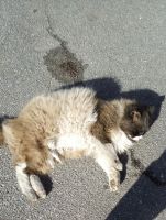 jemch-id278192, 41 из г. Харьков