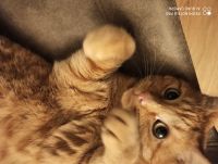 id298338, 25 из г. Москва