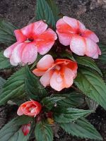 id299703, 36 из г. Москва