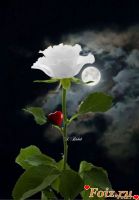 Pamir80, 40 из г. Благовещенск Амурская обл